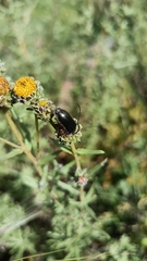Neocrossidius trivittatus
