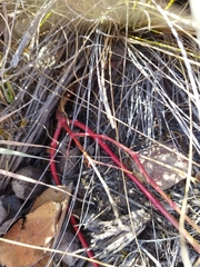 Cyphocarpa angustifolia