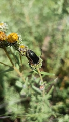 Neocrossidius trivittatus