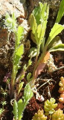 Papaver rhoeas
