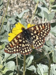 Euphydryas chalcedona hennei