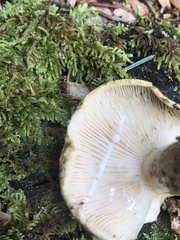 Lactarius sordidus
