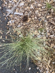 Festuca californica