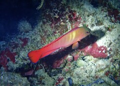 Labracinus cyclophthalmus