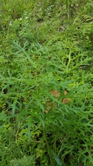 Psacalium cirsiifolium