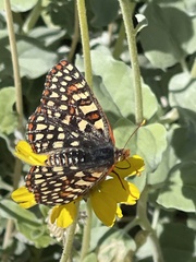 Euphydryas chalcedona hennei