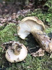 Lactarius sordidus