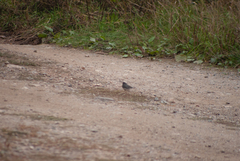 Junco hyemalis image
