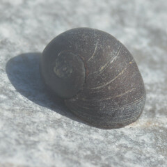 Littorina