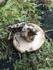 Lactarius sordidus