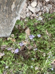 Conoclinium dissectum