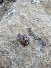 Pusula solandri