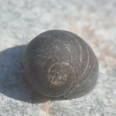 Littorina