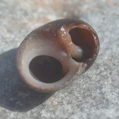 Littorina