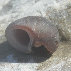 Littorina