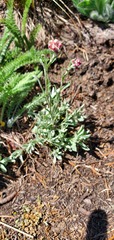 Antennaria rosea