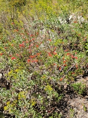Clinopodium coccineum