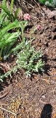 Antennaria rosea