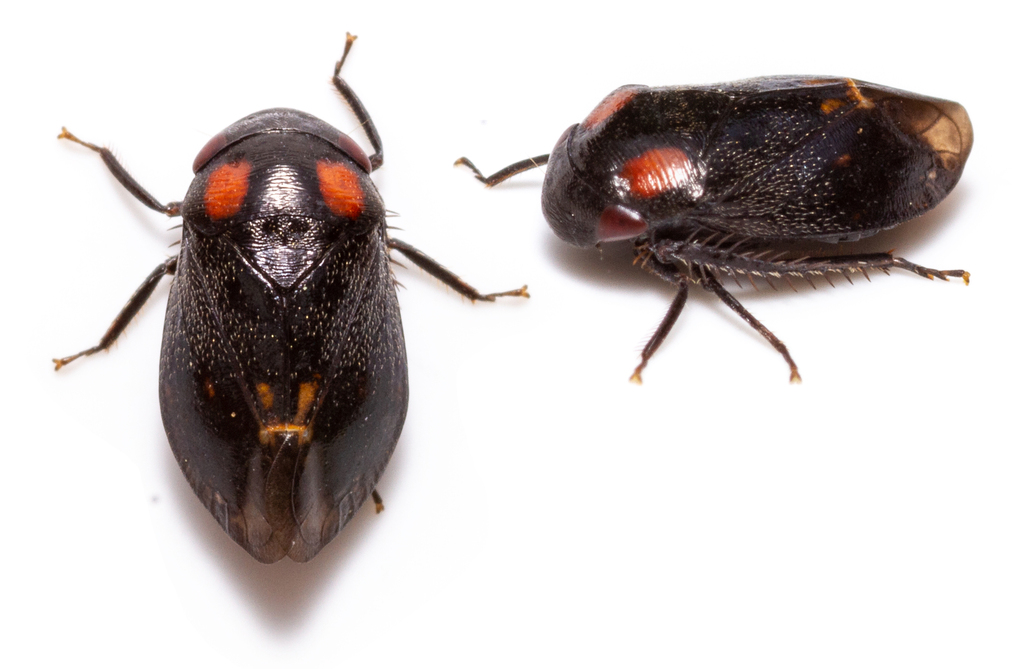 Penthimia nigra