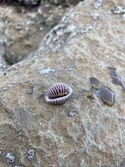 Pusula solandri