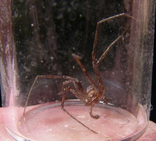 Oneida Running Crab Spider