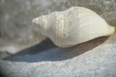 Buccinoidea