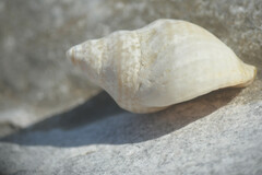 Buccinoidea
