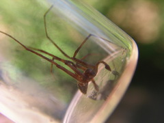 Philodromus oneida