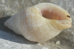 Buccinoidea
