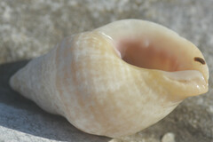 Buccinoidea