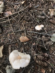 Rhodocollybia