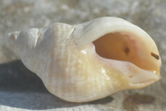 Buccinoidea