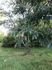 Diospyros virginiana