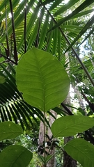 Dendropanax arboreus