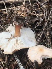 Rhodocollybia
