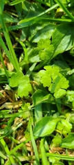 Hydrocotyle heteromeria