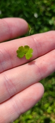 Hydrocotyle heteromeria
