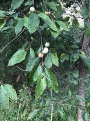 Diospyros virginiana