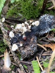 Collybia
