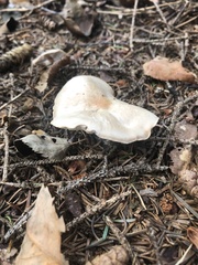 Rhodocollybia