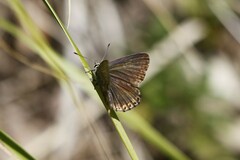 Polyommatus