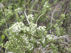 Acantholippia seriphioides