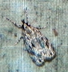 Eudonia strigalis