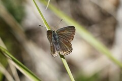 Polyommatus