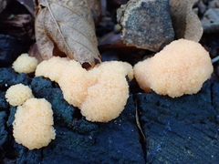 Tubifera