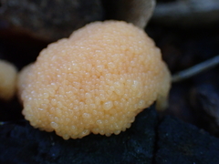 Tubifera