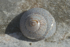 Steromphala cineraria