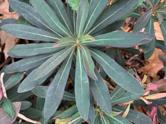 Euphorbia amygdaloides