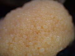 Tubifera