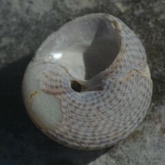 Steromphala cineraria